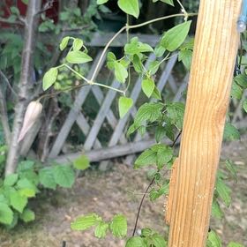 Photo of the plant species Evergreen Clematis by @JazzedPilea48 named Ulysses S Plant on Greg, the plant care app
