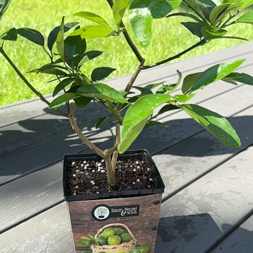 Photo of the plant species Lime Tree by @SteadyPotato58 named Orwell on Greg, the plant care app
