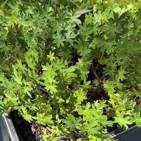 Photo of the plant species Bloody Geranium by @SteadyPotato58 named Darwin on Greg, the plant care app