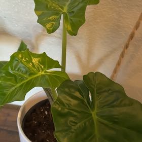 Photo of the plant species Alocasia 'Low Rider' by @JazzedSucc41 named Bruce Lee on Greg, the plant care app