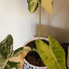 Photo of the plant species Variegated Frydek by @JazzedSucc41 named Luna on Greg, the plant care app