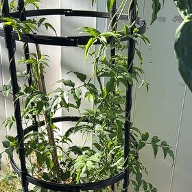 Photo of the plant species Pink Jasmine by @JazzedSucc41 named James Dean on Greg, the plant care app