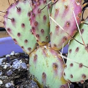 Photo of the plant species Opuntia Macrocentra by @JazzedSucc41 named Orlando Bloom on Greg, the plant care app