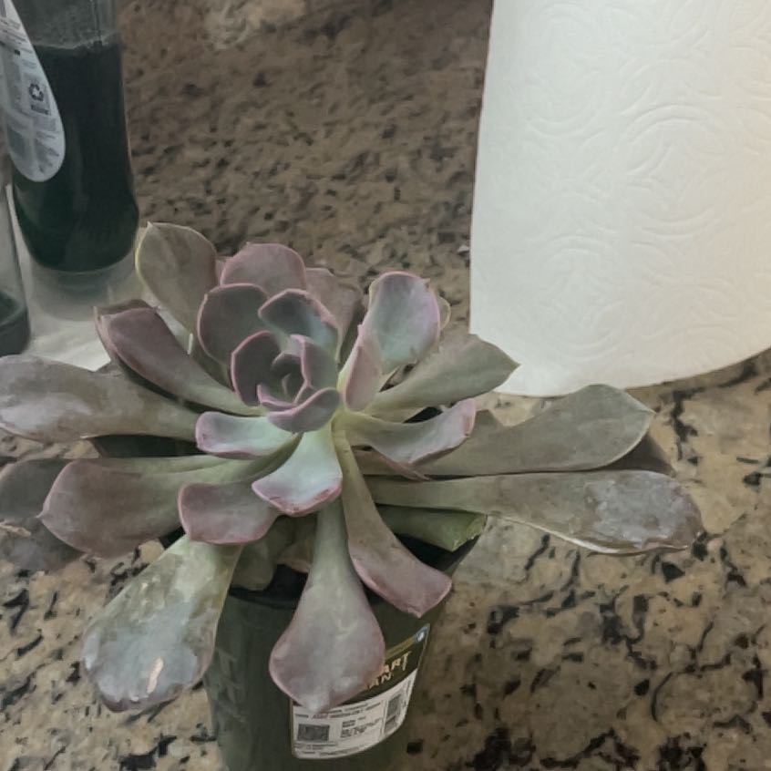 Photo of the plant species Graptoveria 'Francesca' by @WinCaperbush37 named Luna on Greg, the plant care app