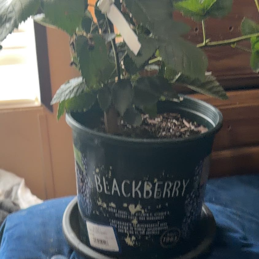 Photo of the plant species Black Mulberry by @TastyBluesage27 named Kesha on Greg, the plant care app