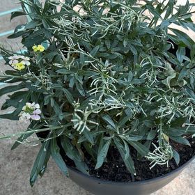 Photo of the plant species Brompton Stock by @SweetCatnip46 named Fernie Mercury on Greg, the plant care app
