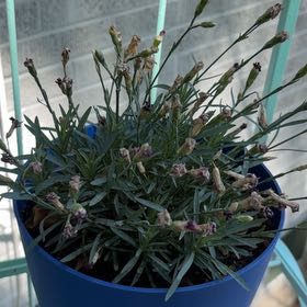 Photo of the plant species Border Carnation by @SweetCatnip46 named Daphne on Greg, the plant care app