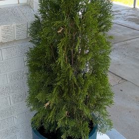 Photo of the plant species Arborvitae by @SweetCatnip46 named Fernie Saunders on Greg, the plant care app