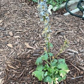 Photo of the plant species Candle Larkspur by @SweetCatnip46 named Robert Plant on Greg, the plant care app