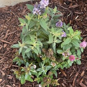 Photo of the plant species Orange Eye Butterflybush by @SweetCatnip46 named Baesil on Greg, the plant care app