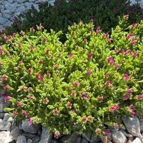 Photo of the plant species Red Ice Plant by @SweetCatnip46 named Aria on Greg, the plant care app