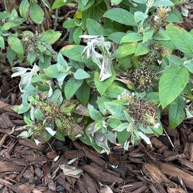 Photo of the plant species Orange Eye Butterflybush by @SweetCatnip46 named da Vinci on Greg, the plant care app