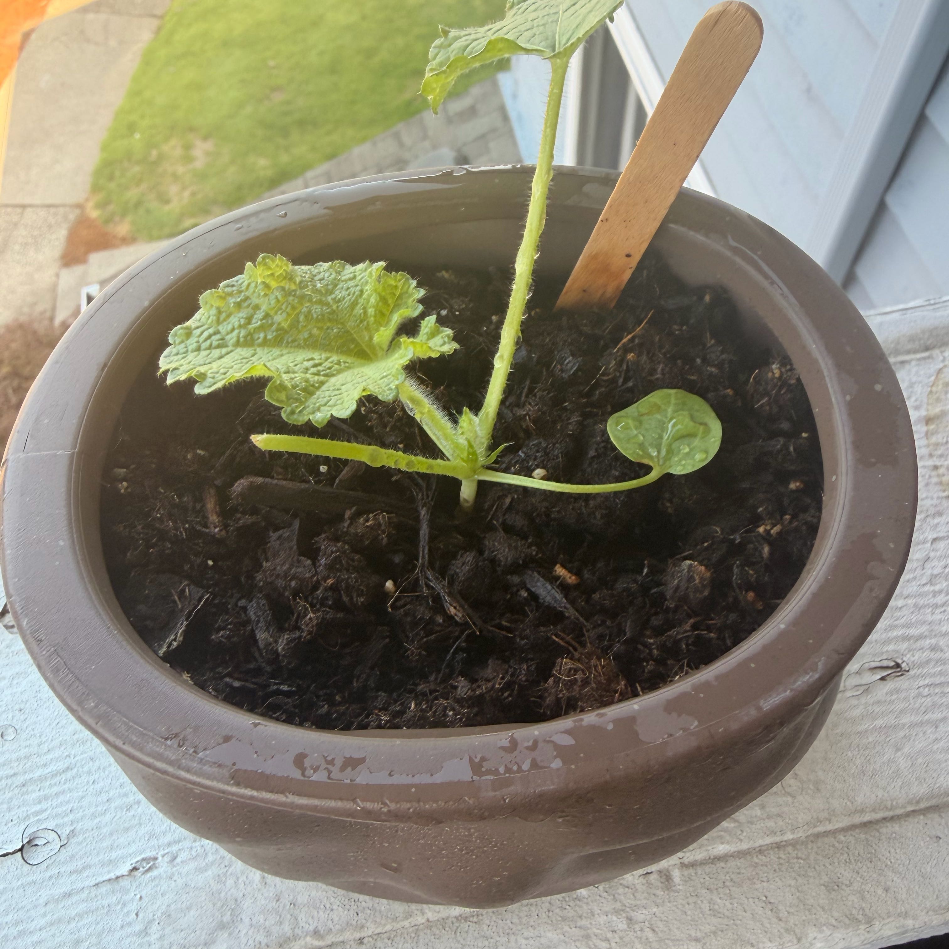 Photo of the plant species Hollyhock by @FamedBalticivy named Remington on Greg, the plant care app