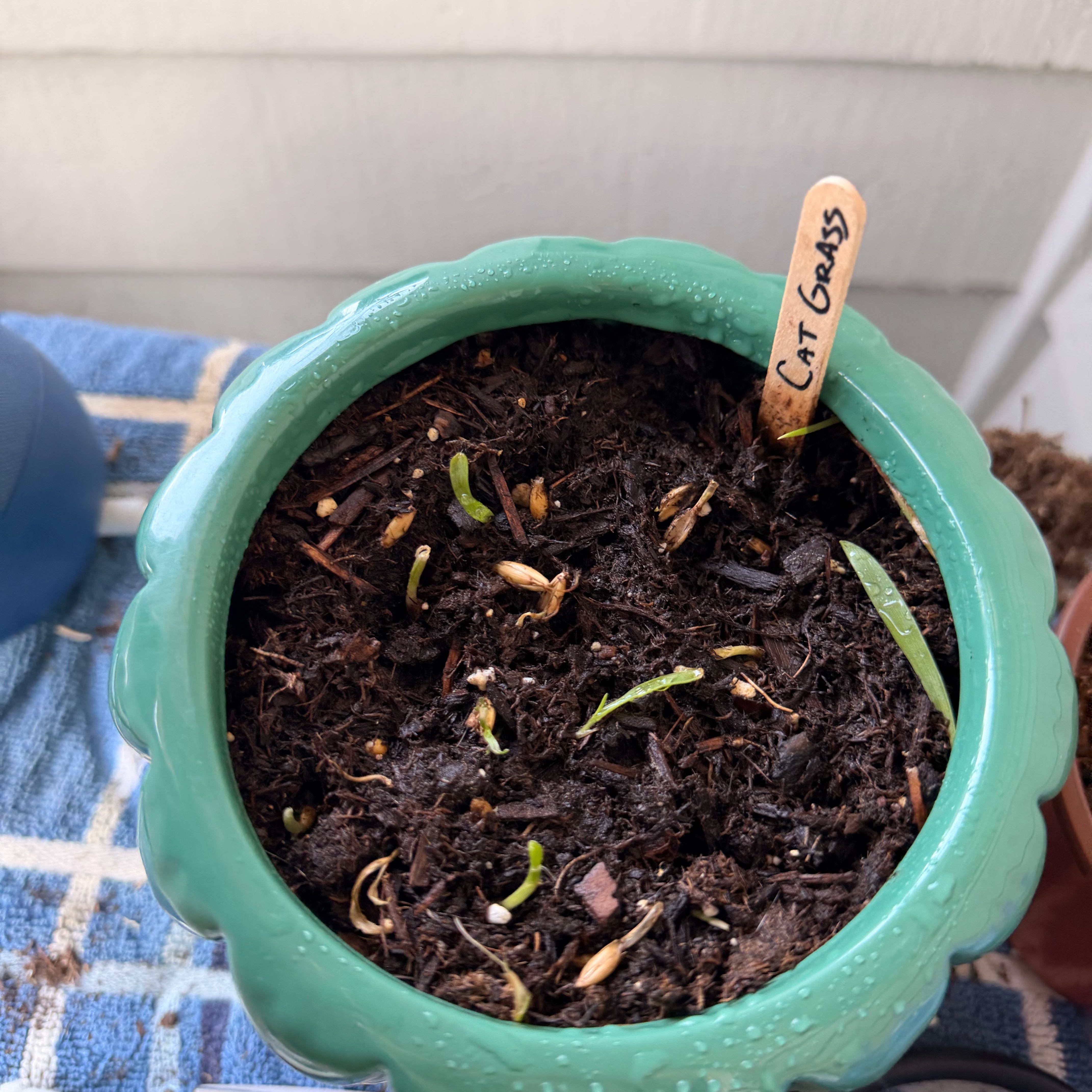 Photo of the plant species cat grass by @FamedBalticivy named Cleopatra on Greg, the plant care app