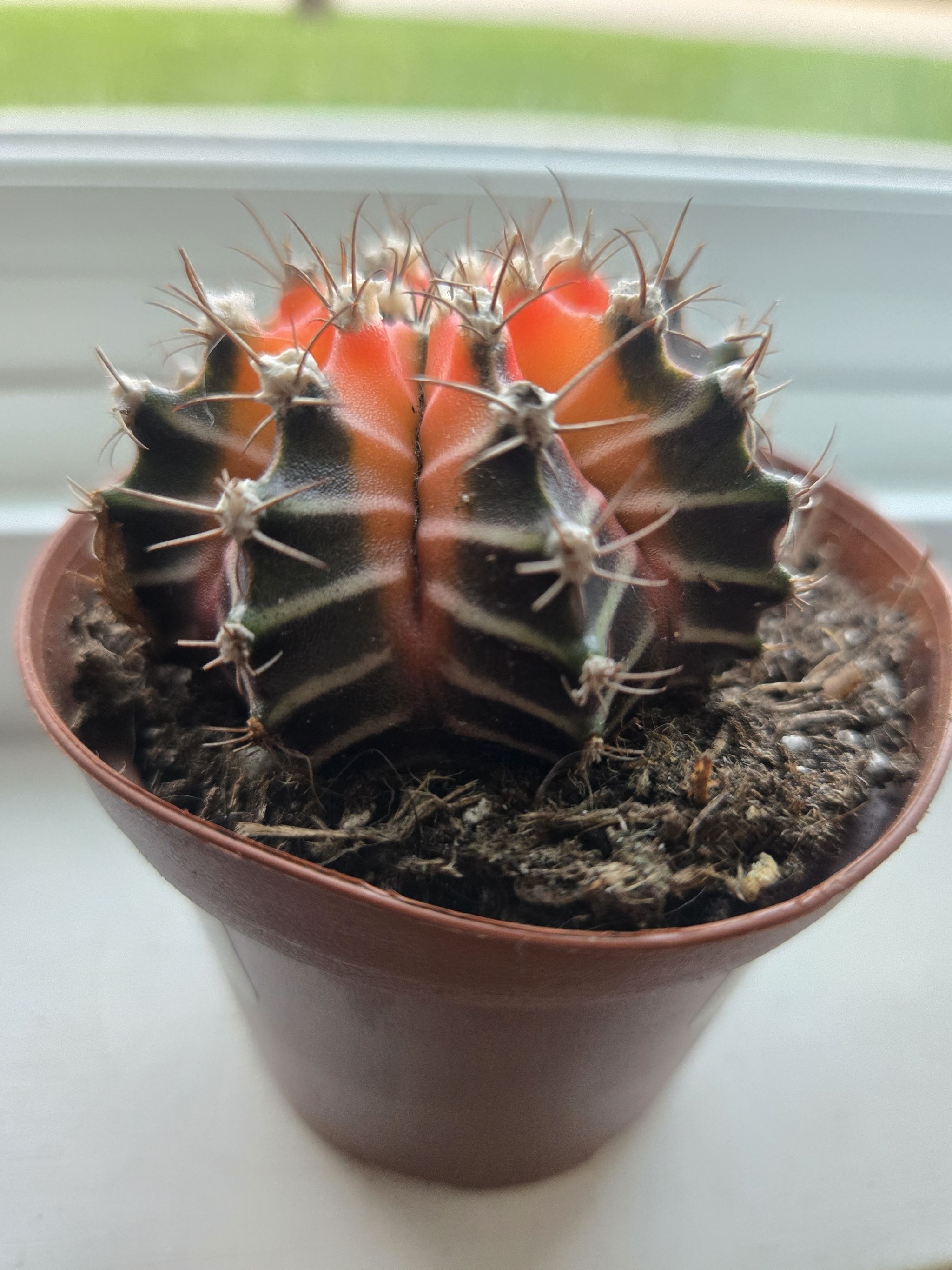 Photo from the post