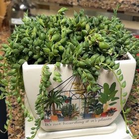 Photo of the plant species String of Raindrops by @CuddlyShadscale named Stormy on Greg, the plant care app