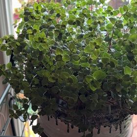 Photo of the plant species Turtle Vine by @CuddlyShadscale named Ms Turtle Vine on Greg, the plant care app
