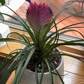 Photo of the plant species Pink Quill by @CuddlyShadscale named Pinky Quill on Greg, the plant care app