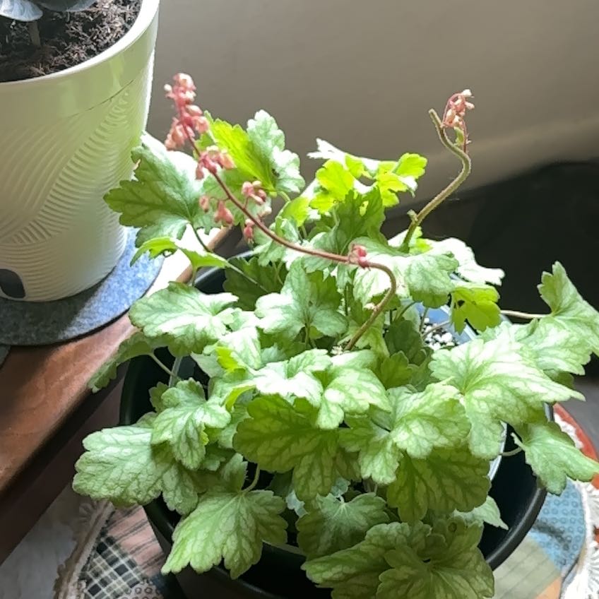 Photo of the plant species Coral Bells by @SugarGrass46 named Sproutacus on Greg, the plant care app
