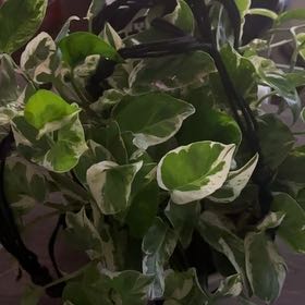 Photo of the plant species Pothos by @SugarGrass46 named Jade on Greg, the plant care app