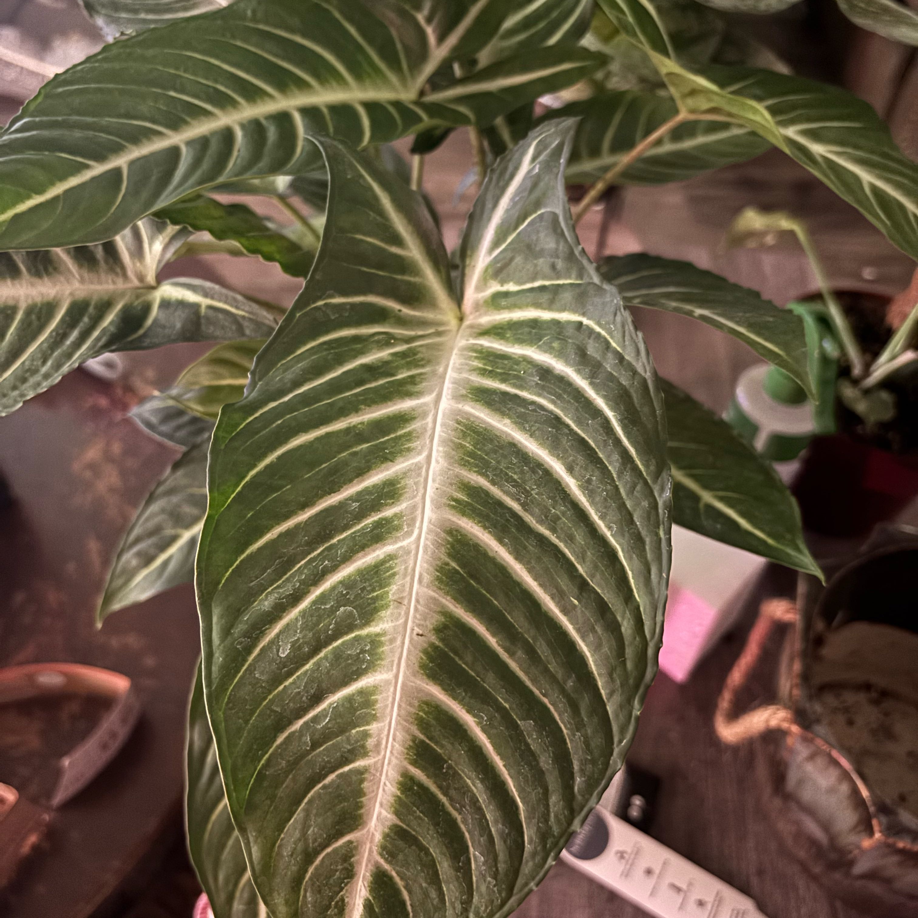 Photo of the plant species Xanthosoma Angel wings by @SugarGrass46 named Duke on Greg, the plant care app