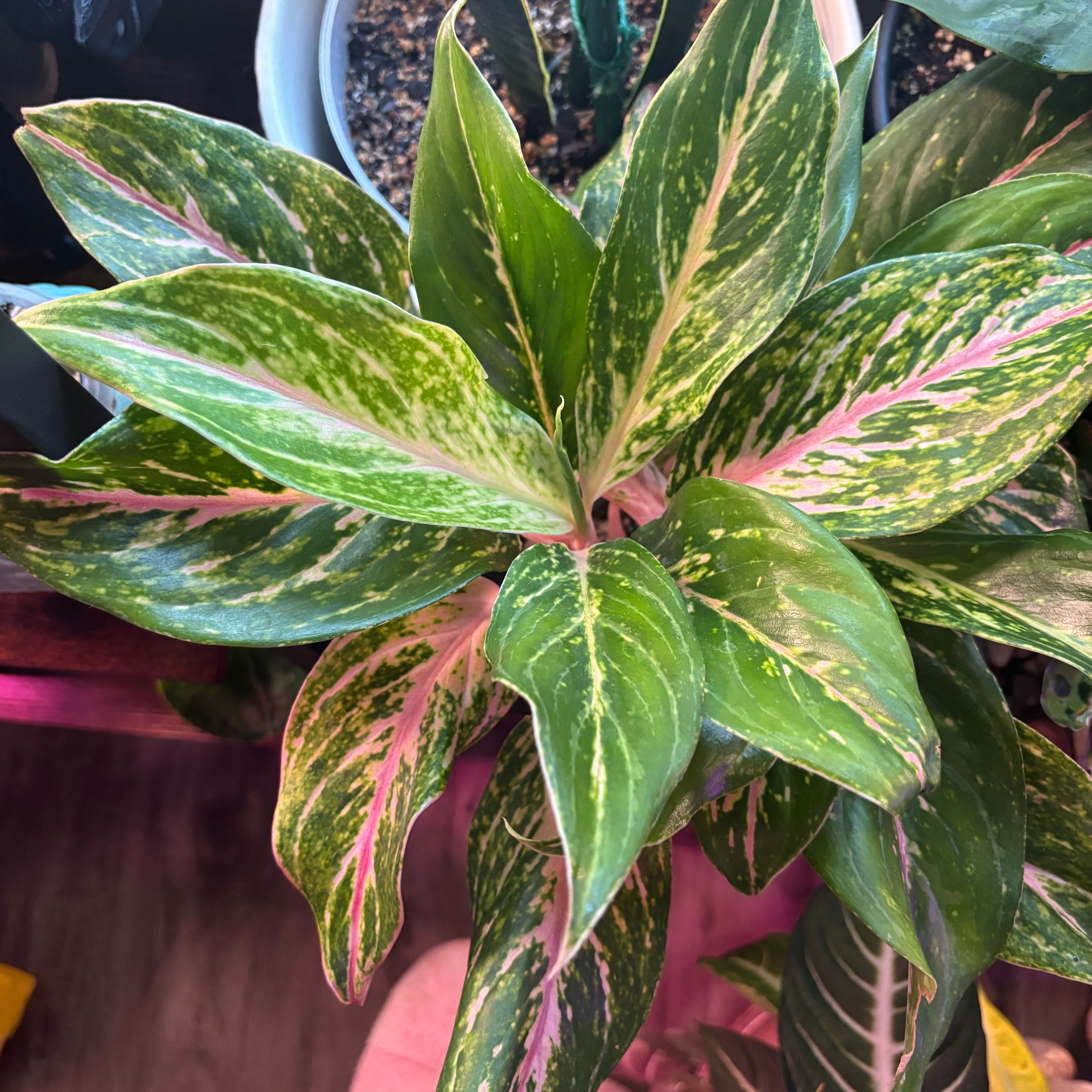 Photo of the plant species Chinese Evergreen Valentine by @SugarGrass46 named Elle Woods on Greg, the plant care app