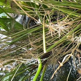 Photo of the plant species Papyrus by @FoxyWaxflower35 named Sigmund on Greg, the plant care app