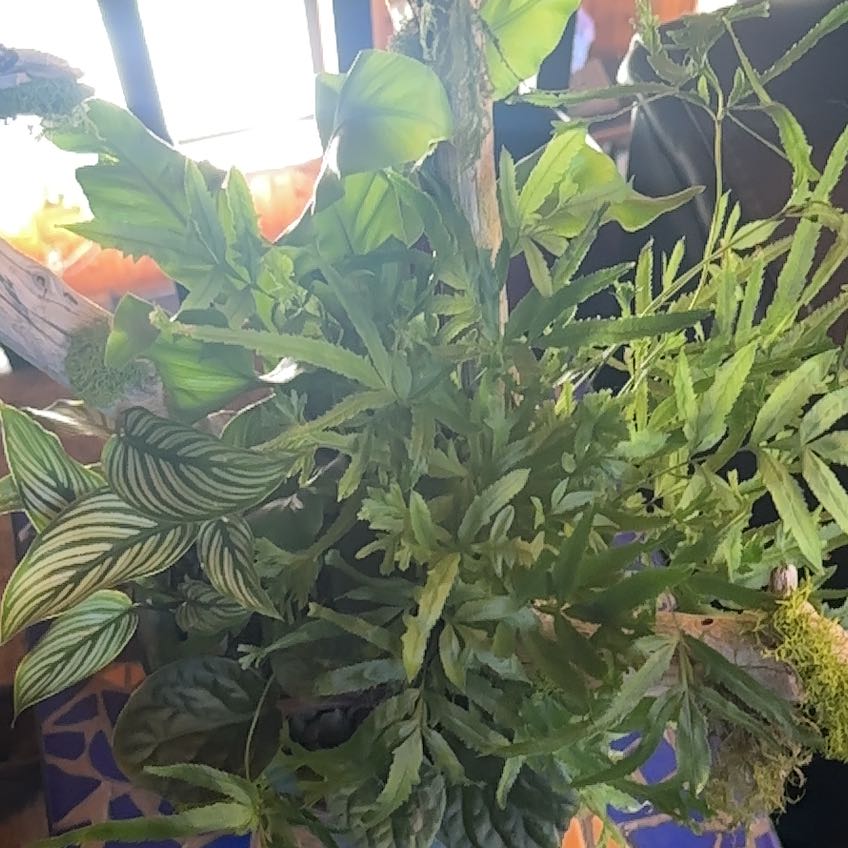 Photo of the plant species Cretan Brake by @IdolOlneya55 named Clooney on Greg, the plant care app