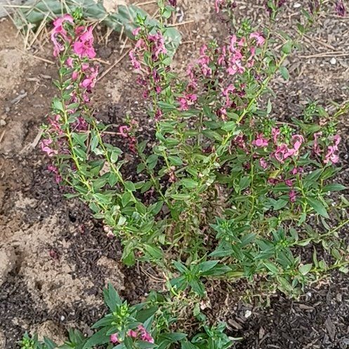 Photo of the plant species Purple Loosestrife by @StarCapealoe45 named Gates on Greg, the plant care app