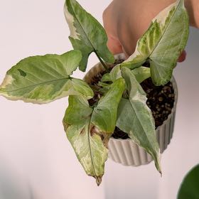 Photo of the plant species Syngonium Starlite by @ZestMira31 named Anne on Greg, the plant care app