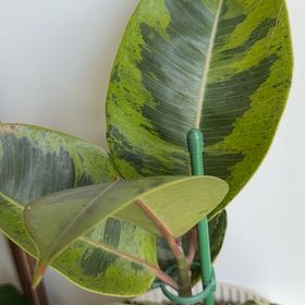 Photo of the plant species Ficus Moonshine by @ZestMira31 named Foxxy on Greg, the plant care app