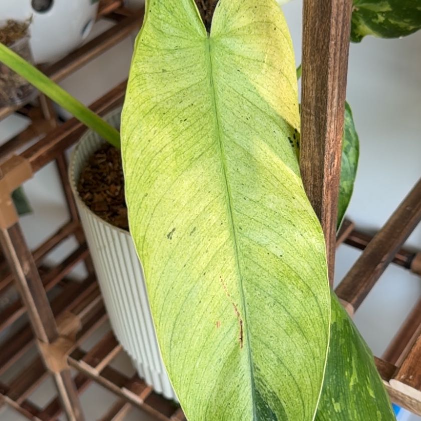 Photo of the plant species Philodendron 'Jose Buono' by @ZestMira31 named Fernie Saunders on Greg, the plant care app