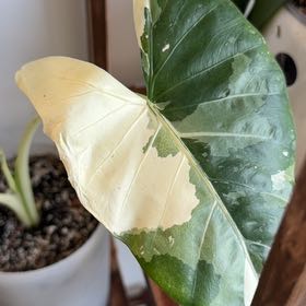 Photo of the plant species Variegated Alocasia by @ZestMira31 named Terra on Greg, the plant care app