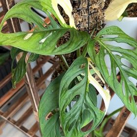 Photo of the plant species Monstera by @ZestMira31 named Prince on Greg, the plant care app