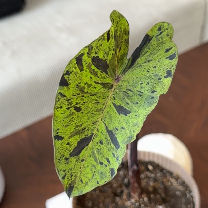 Photo of the plant species Mojito by @ZestMira31 named Osmo on Greg, the plant care app