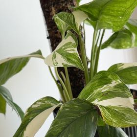 Photo of the plant species Philodendron White Wizard by @ZestMira31 named Morgan Treeman on Greg, the plant care app