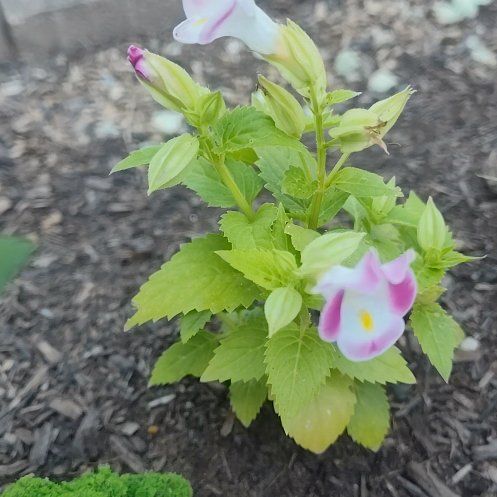 Photo of the plant species Wishbone Flower by @RadArugula76 named Sherlock on Greg, the plant care app