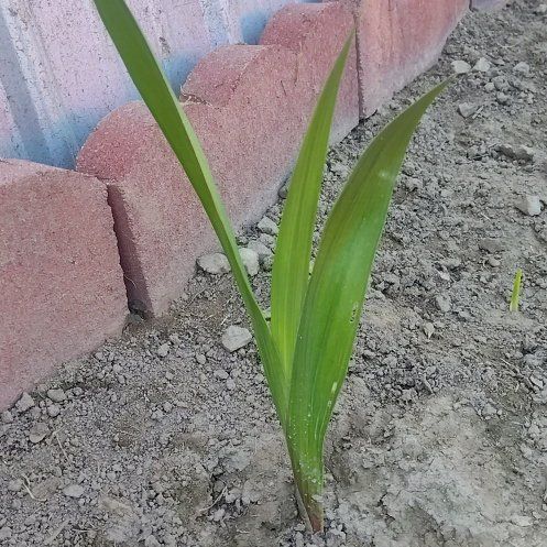 Photo of the plant species Marsh Gladiolus by @RadArugula76 named Hamilton on Greg, the plant care app