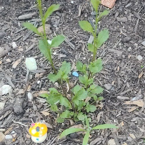 Photo of the plant species White Evening Primrose by @RadArugula76 named Sir Plancelot on Greg, the plant care app
