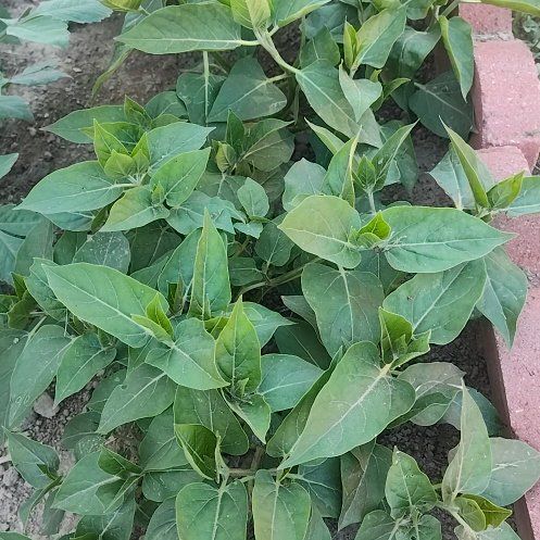 Photo of the plant species Marvel of Peru by @RadArugula76 named Spike Leaves on Greg, the plant care app