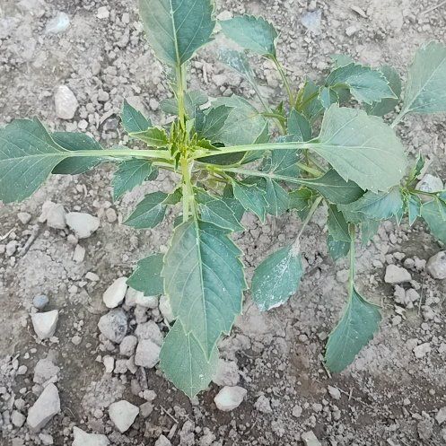 Photo of the plant species Garden Dahlia by @RadArugula76 named Prince on Greg, the plant care app