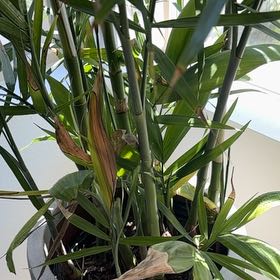 Photo of the plant species Bamboo Palm by @DeanCorkelm78 named Maui on Greg, the plant care app