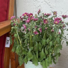 Photo of the plant species Callistephus Chinensis by @NiceLoquat90 named Eva on Greg, the plant care app