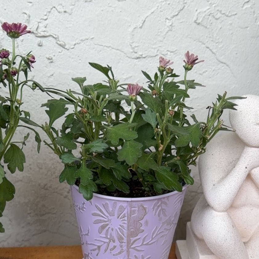 Photo of the plant species Callistephus Chinensis by @NiceLoquat90 named Zion on Greg, the plant care app
