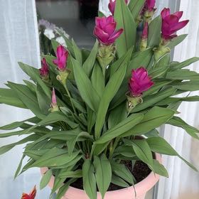 Photo of the plant species Flowering Ginger by @NiceLoquat90 named Bella on Greg, the plant care app