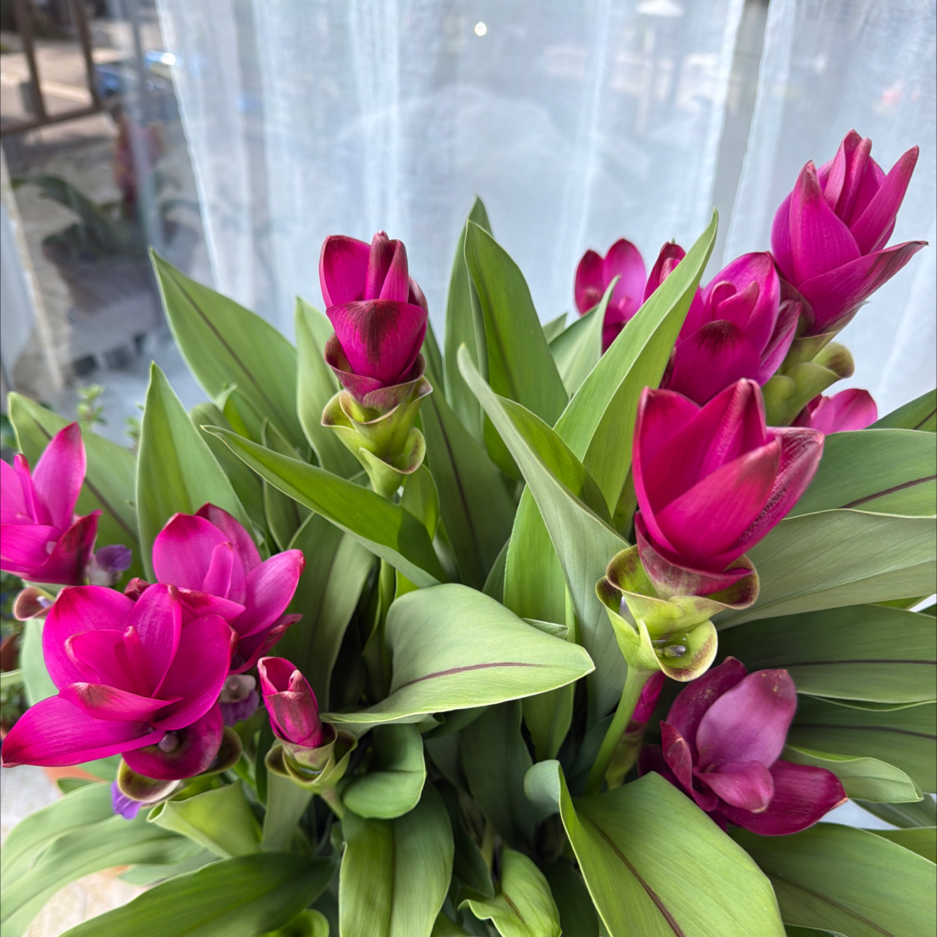 Photo of the plant species Flowering Ginger by @NiceLoquat90 named Homer on Greg, the plant care app