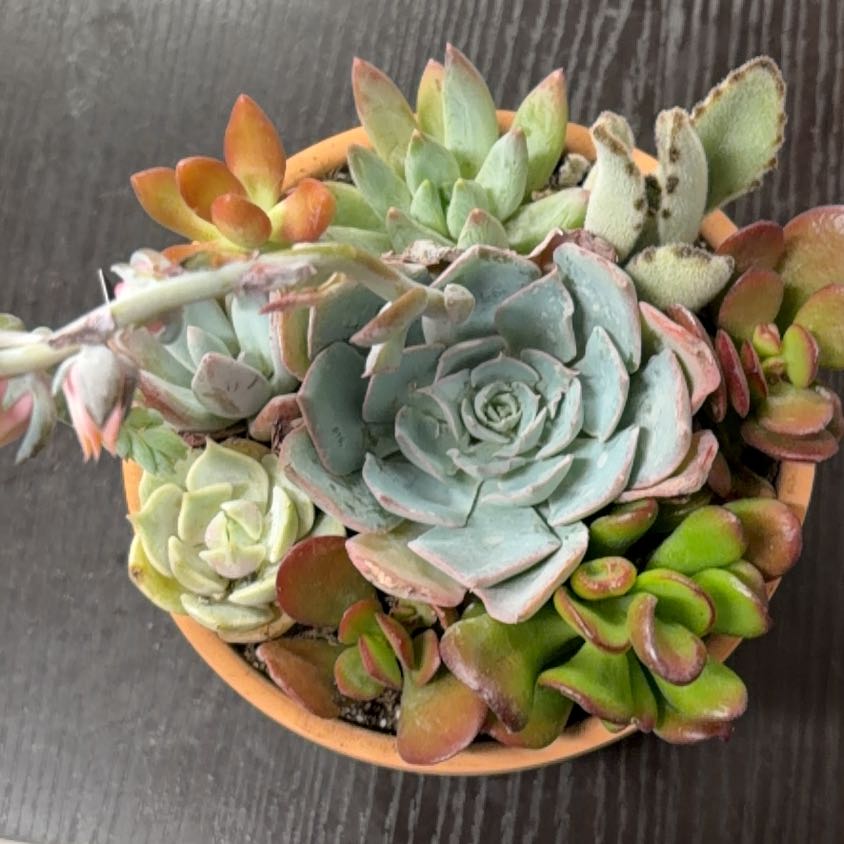 Photo of the plant species Assorted Succulents by @NurseNeslia16 named Sol on Greg, the plant care app