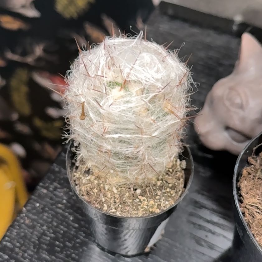 Photo of the plant species White Column Foxtail Cactus by @SpicyCorkoak87 named Nemo on Greg, the plant care app
