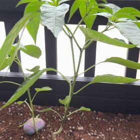 Photo of the plant species Jalapeño Pepper by @SolidSnowpeas3 named Beyonce on Greg, the plant care app