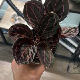 Photo of the plant species Calathea Dottie by @SolidSnowpeas3 named Stella on Greg, the plant care app